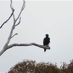 Aquila audax at Yarrow, NSW - Yesterday by MB