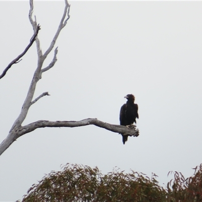 Aquila audax at Yarrow, NSW - Yesterday by MB