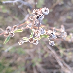 Unverified Plant at Narrabundah, ACT - Yesterday by Berno