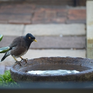 Acridotheres tristis (Common Myna) at Jamberoo, NSW - Yesterday by plants