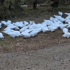 Cacatua sanguinea (Little Corella) at Mawson, ACT - 23 Jun 2025 by Mike