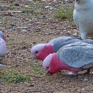 Eolophus roseicapilla at Mawson, ACT - Yesterday by Mike