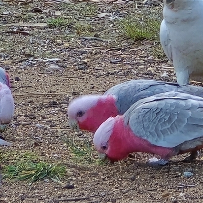 Eolophus roseicapilla (Galah) at Mawson, ACT - 23 Jun 2025 by Mike