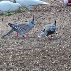 Ocyphaps lophotes (Crested Pigeon) at Mawson, ACT - 23 Jun 2025 by Mike