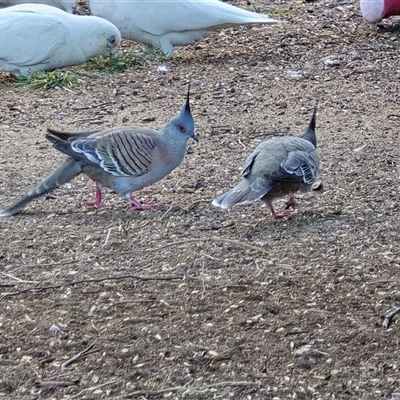 Ocyphaps lophotes (Crested Pigeon) at Mawson, ACT - 23 Jun 2025 by Mike