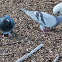 Columba livia (Rock Dove (Feral Pigeon)) at Mawson, ACT - 23 Jun 2025 by Mike