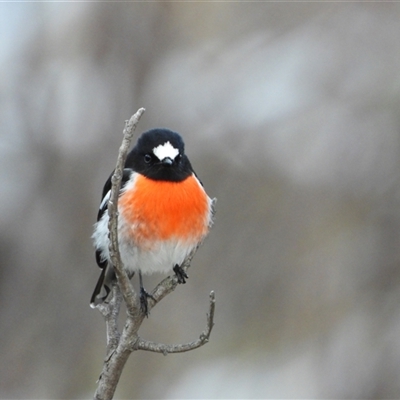 Petroica boodang (Scarlet Robin) at Kambah, ACT - 23 Jun 2025 by LineMarie