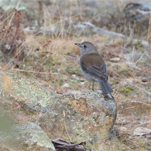 Pachycephala pectoralis at Kambah, ACT - Yesterday by LineMarie