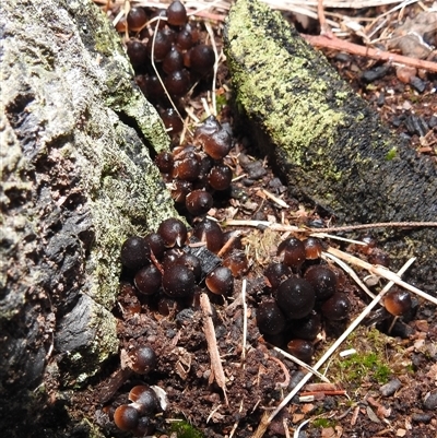 Unverified Cap on a stem; gills below cap [mushrooms or mushroom-like] at Kambah, ACT - Yesterday by HelenCross