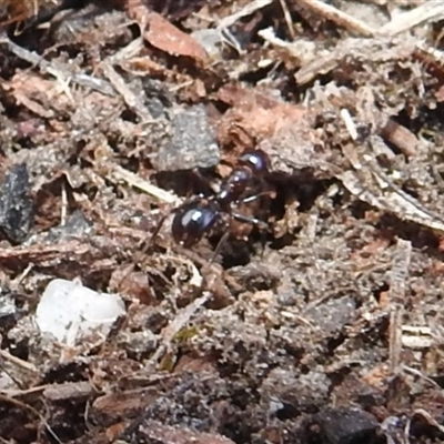 Papyrius nitidus at Kambah, ACT - 23 Jun 2025 by HelenCross