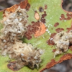 Lepidoptera unclassified IMMATURE (caterpillar or pupa or cocoon) at Kambah, ACT - 23 Jun 2025 by HelenCross