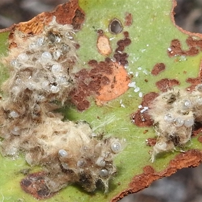 Lepidoptera unclassified IMMATURE (caterpillar or pupa or cocoon) at Kambah, ACT - 23 Jun 2025 by HelenCross