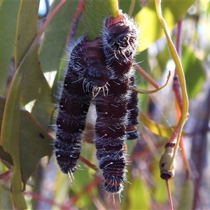 Delias harpalyce (Imperial Jezebel) at Kambah, ACT - Yesterday by HelenCross
