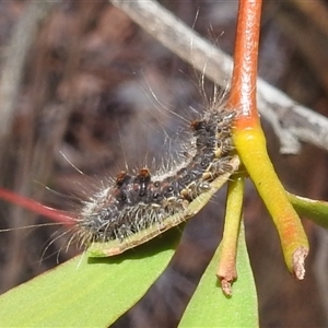Lymantriinae (subfamily) (Unidentified tussock moths) at Kambah, ACT - Yesterday by HelenCross
