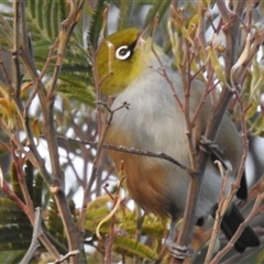 Zosterops lateralis (Silvereye) at Kambah, ACT - 23 Jun 2025 by HelenCross