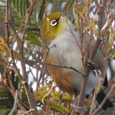 Zosterops lateralis (Silvereye) at Kambah, ACT - 23 Jun 2025 by HelenCross