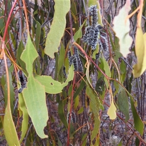 Delias harpalyce (Imperial Jezebel) at Kambah, ACT - Yesterday by HelenCross