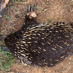 Tachyglossus aculeatus (Short-beaked Echidna) at Denman Prospect, ACT - 23 Jun 2025 by SteveBorkowskis