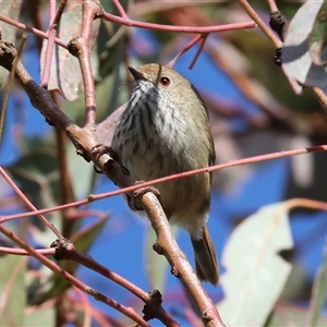 Acanthiza pusilla at Wodonga, VIC - 22 Jun 2025 by KylieWaldon