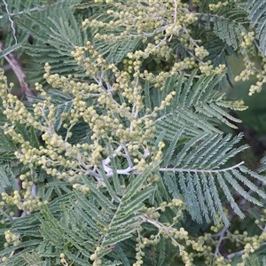 Acacia dealbata subsp. dealbata (Silver Wattle) at Wodonga, VIC - 22 Jun 2025 by KylieWaldon