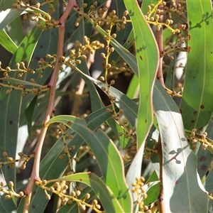 Acacia rubida at Wodonga, VIC - 22 Jun 2025 01:51 PM