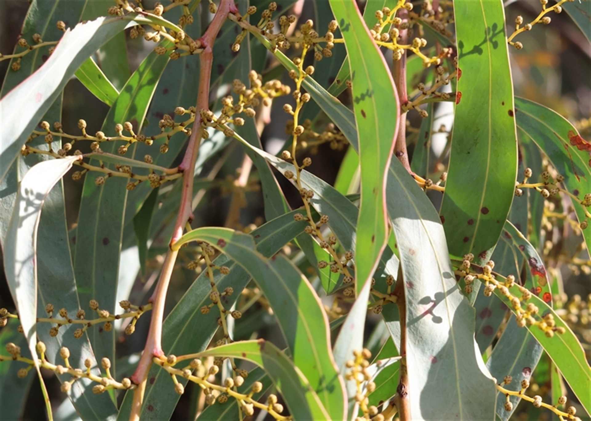 Acacia rubida at Wodonga, VIC - 22 Jun 2025 01:51 PM