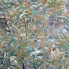 Acacia rubida at Wodonga, VIC - 22 Jun 2025 01:51 PM