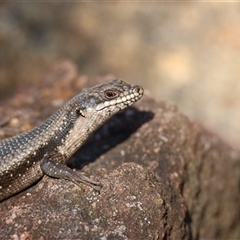Egernia striolata by KooragindiJohn