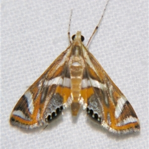 Unverified Pyralid or Snout Moth (Pyralidae & Crambidae) at Bloomsbury, QLD - 19 Oct 2008 by PJH123