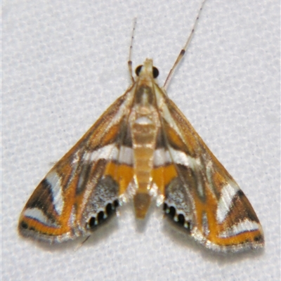 Unverified Pyralid or Snout Moth (Pyralidae & Crambidae) at Bloomsbury, QLD - 19 Oct 2008 by PJH123