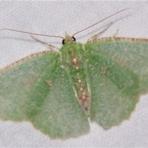 Eucyclodes metaspila (Inscribed Emerald) at Bloomsbury, QLD - 19 Oct 2008 by PJH123