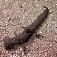 Christinus marmoratus (Southern Marbled Gecko) at Campbell, ACT - 23 Jun 2025 by Crash