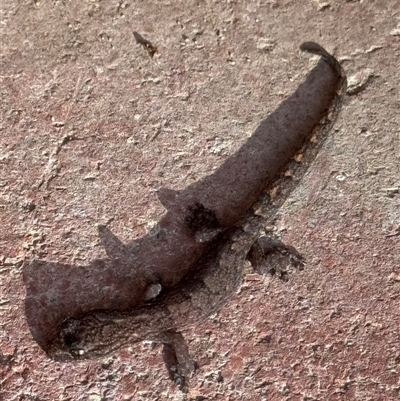 Christinus marmoratus (Southern Marbled Gecko) at Campbell, ACT - 23 Jun 2025 by Crash