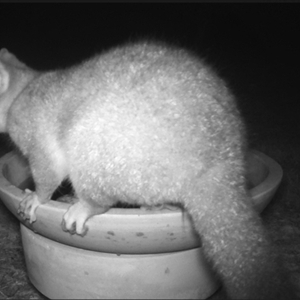 Trichosurus vulpecula (Common Brushtail Possum) at Penrose, NSW - 22 Jun 2025 by Aussiegall