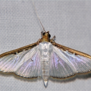 Sisyrophora pfeifferae (A Crambid moth (Spilomelinae) at Bloomsbury, QLD - 19 Oct 2008 by PJH123