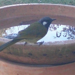 Nesoptilotis leucotis (White-eared Honeyeater) at Penrose, NSW - 22 Jun 2025 by Aussiegall