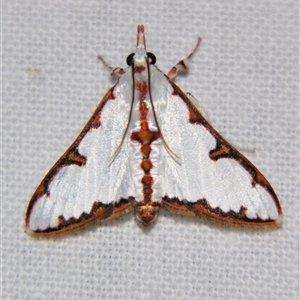 Cirrhochrista sp. AAI4047 (BOLD) (A Crambid moth (Spilomelinae) at Bloomsbury, QLD - 19 Oct 2008 by PJH123
