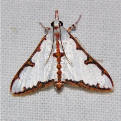 Cirrhochrista sp. AAI4047 (BOLD) (A Crambid moth (Spilomelinae) at Bloomsbury, QLD - 19 Oct 2008 by PJH123