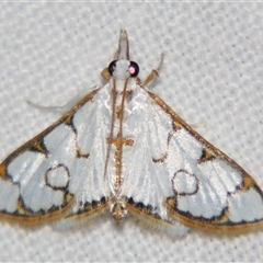 Cirrhochrista annulifera (A Crambid moth (Spilomelinae) at Bloomsbury, QLD - 19 Oct 2008 by PJH123
