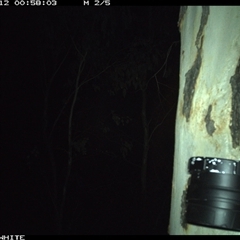 Petaurus norfolcensis (Squirrel Glider) at Crowther, NSW - 12 Mar 2025 by Frecko