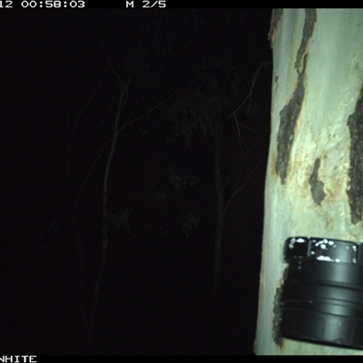 Petaurus norfolcensis (Squirrel Glider) at Crowther, NSW - 12 Mar 2025 by Frecko