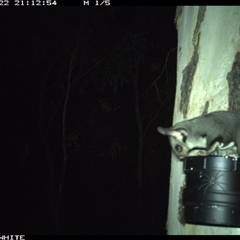 Petaurus norfolcensis (Squirrel Glider) at Crowther, NSW - 22 Mar 2025 by Frecko