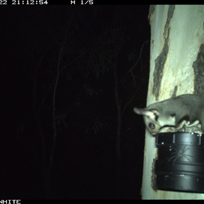 Petaurus norfolcensis (Squirrel Glider) at Crowther, NSW - 22 Mar 2025 by Frecko