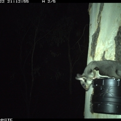 Petaurus norfolcensis at Crowther, NSW - 22 Mar 2025 09:12 PM