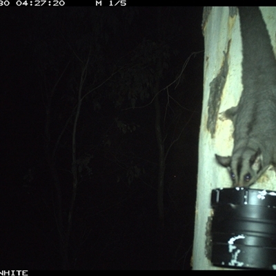 Petaurus norfolcensis (Squirrel Glider) at Crowther, NSW - 30 Mar 2025 by Frecko