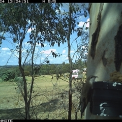 Cormobates leucophaea (White-throated Treecreeper) at Crowther, NSW - 24 Mar 2025 by Frecko