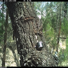 Colluricincla harmonica (Grey Shrikethrush) at Crowther, NSW - 14 Mar 2025 by Frecko
