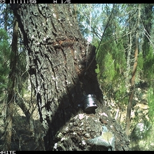 Colluricincla harmonica at Crowther, NSW - 22 Mar 2025 by Frecko