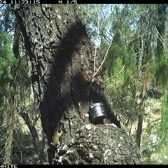 Antechinus flavipes (Yellow-footed Antechinus) at Crowther, NSW - 24 Mar 2025 by Frecko