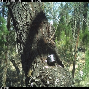 Antechinus flavipes (Yellow-footed Antechinus) at Crowther, NSW - 24 Mar 2025 by Frecko